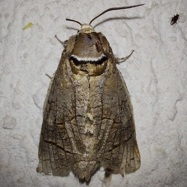 Cossus cossus - fűzfarontólepke