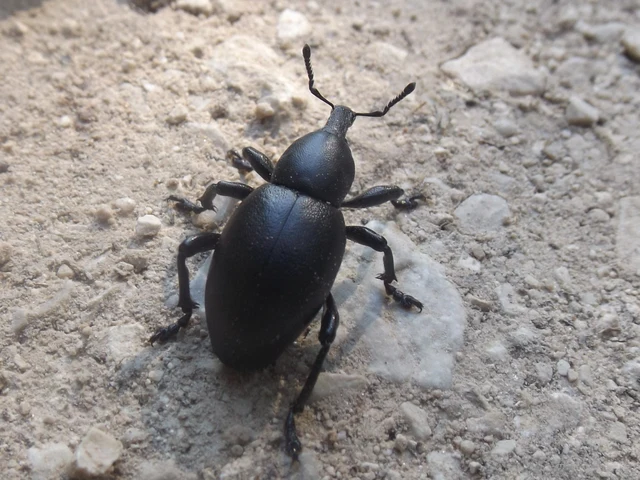 Liparus dirus - sujtár-szerecsenományos Liparus dirus - sujtár-szerecsenományos