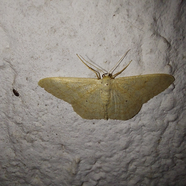 Idaea straminata - szalmasárga sávosaraszoló