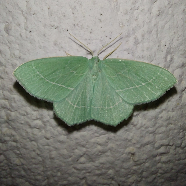 Hemistola chrysoprasaria - kékes zöldaraszoló