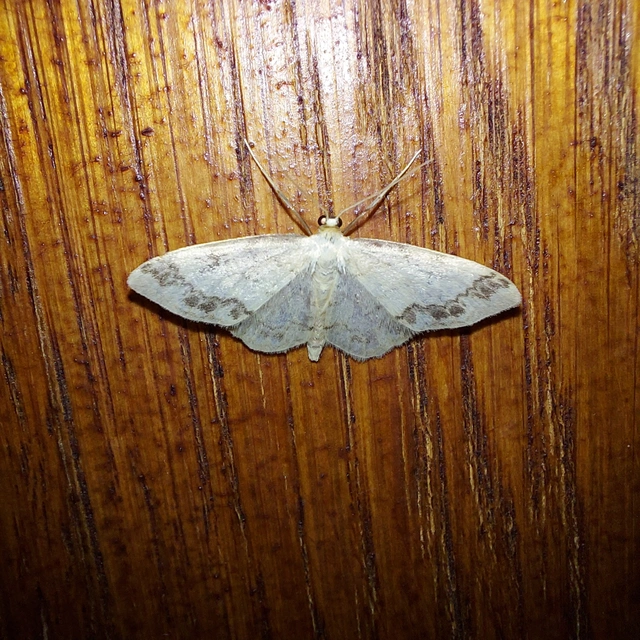 Idaea trigeminata - csúcsfoltos apróaraszoló