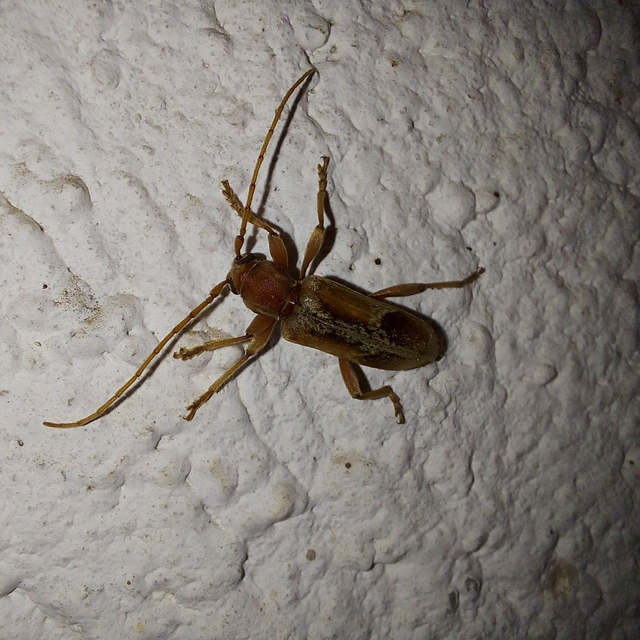 Trichoferus pallidus - sápadt éjicincér