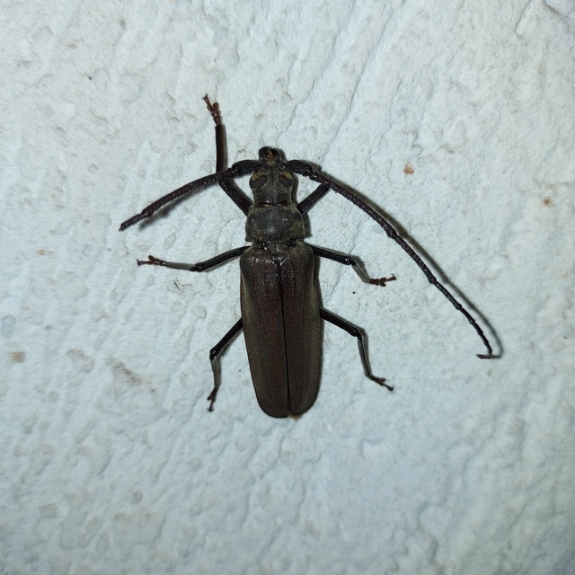 Aegosoma scabricorne - diófacincér