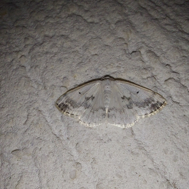 Lomographa temerata - foltos fehéraraszoló