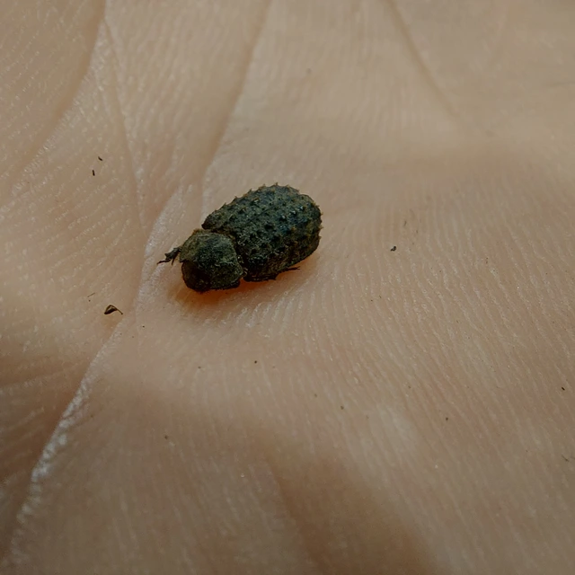 Trox niger - gömböc irhabogár
