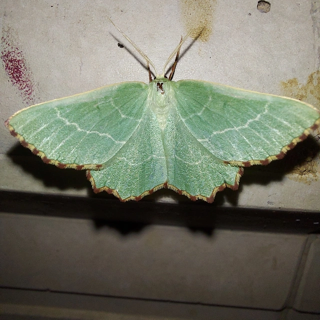 Thalera fimbrialis - csipkésszélű zöldaraszoló