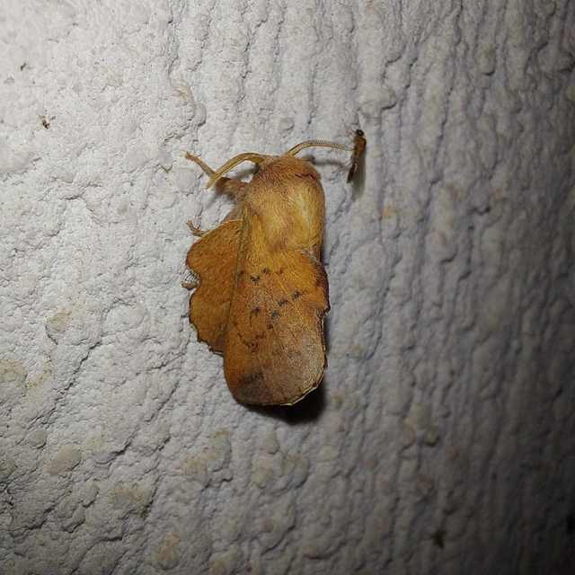 Phyllodesma tremulifolia - nyárlevélpohók