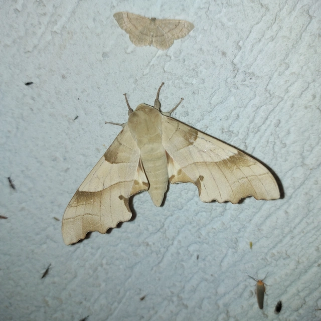 Marumba quercus - tölgyfaszender