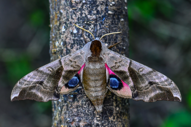 Smerinthus ocellatus - esti pávaszem