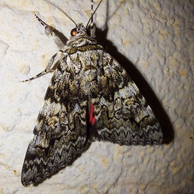 Catocala promissa - kis tölgyfa-övesbagoly