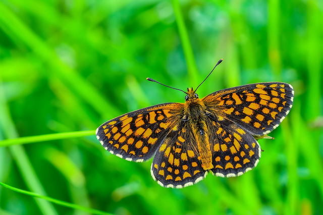 Melitaea athalia/aurelia/britomartis