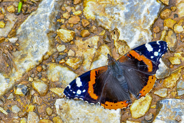 Vanessa atalanta - atalantalepke