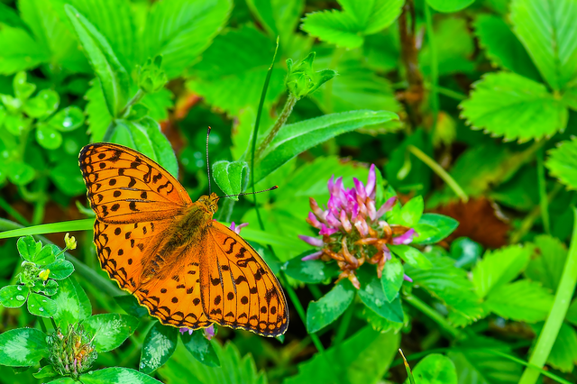 Argynnis adippe - ezüstös gyöngyházlepke