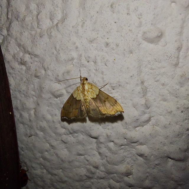 Agrotera nemoralis - ligeti tűzmoly