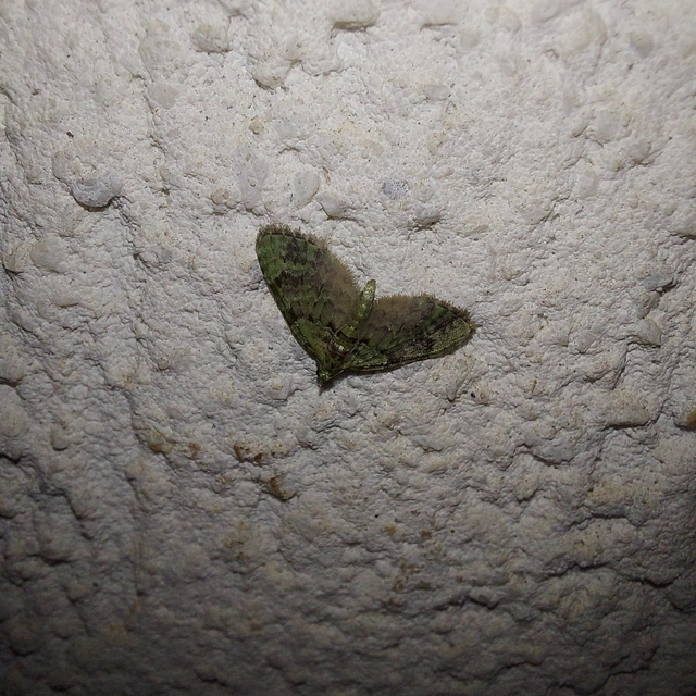 Chloroclystis v-ata - zöldes törpearaszoló