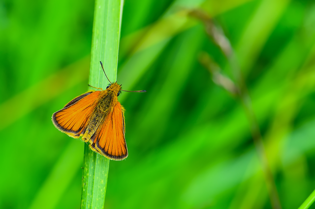 Thymelicus lineola - vonalas busalepke