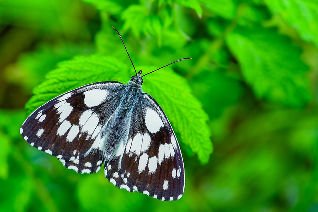 Melanargia galathea - sakktáblalepke