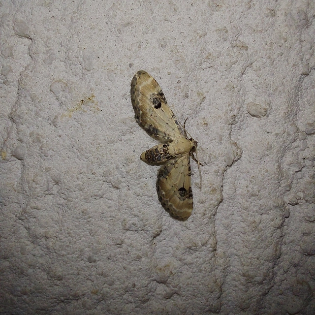 Eupithecia centaureata - búzavirág-törpearaszoló