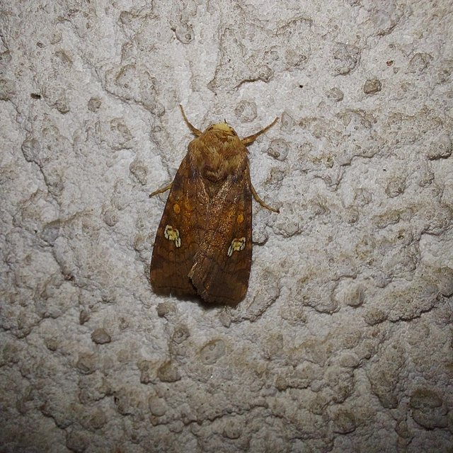 Amphipoea oculea - nagyfoltú lápibagoly