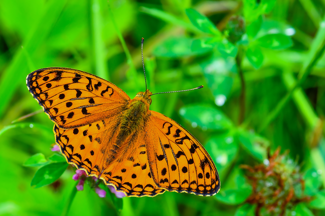 Argynnis adippe - ezüstös gyöngyházlepke