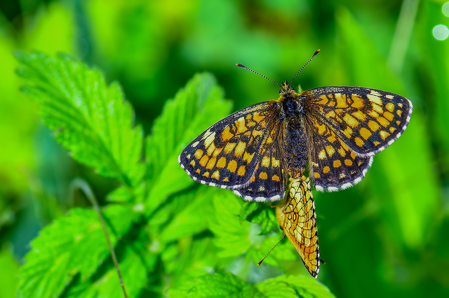 Melitaea athalia - közönséges tarkalepke