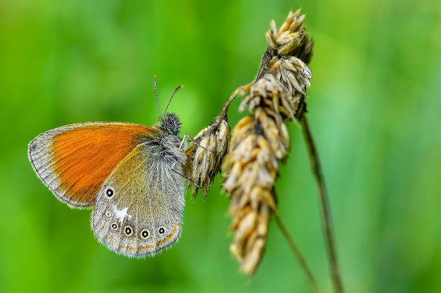 Coenonympha glycerion - közönséges szénalepke