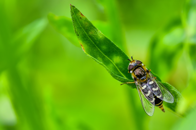 Scaeva pyrastri - gyakori nagyhomlokúlégy