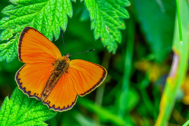 Lycaena virgaureae - arany-tűzlepke
