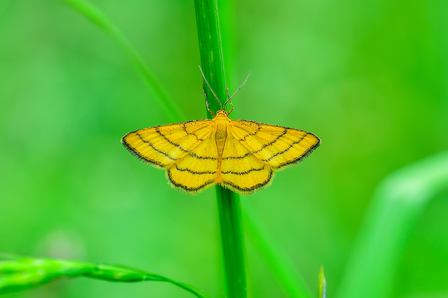 Idaea aureolaria - aranyos sávosaraszoló