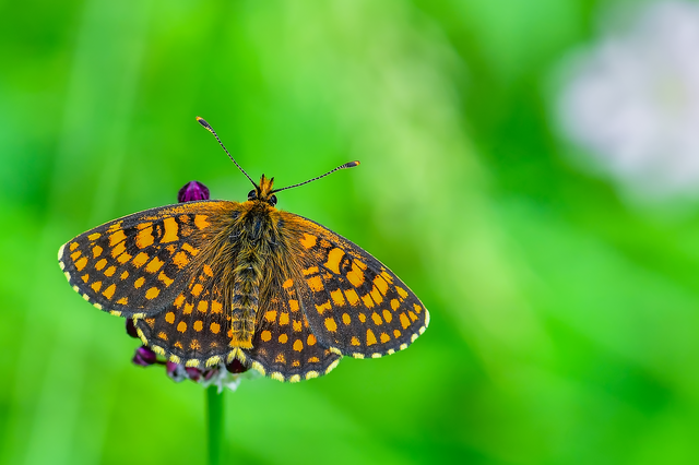 Melitaea athalia/aurelia/britomartis