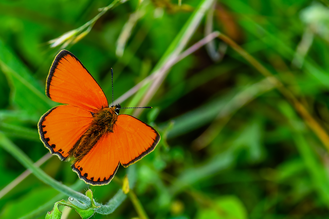 Lycaena virgaureae - arany-tűzlepke