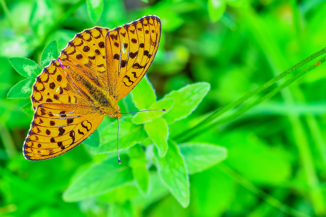 Argynnis adippe - ezüstös gyöngyházlepke