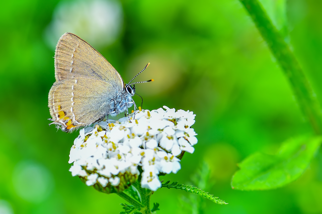 Satyrium acaciae - akác-csücsköslepke