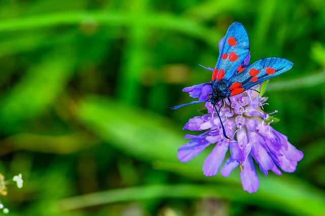 Zygaena