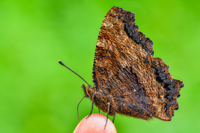 Nymphalis polychloros - nagy rókalepke