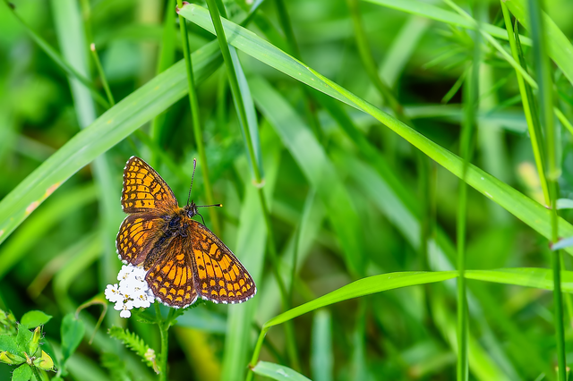 Melitaea athalia - közönséges tarkalepke