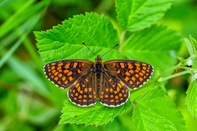 Melitaea athalia/aurelia/britomartis
