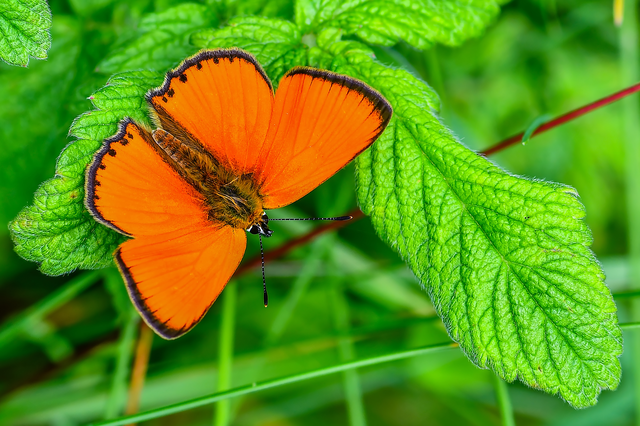 Lycaena virgaureae - arany-tűzlepke