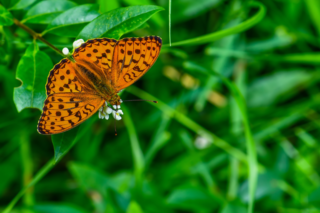 Argynnis adippe - ezüstös gyöngyházlepke