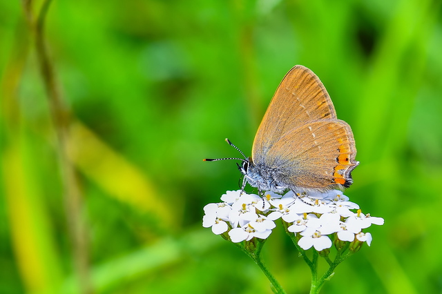 Satyrium acaciae - akác-csücsköslepke