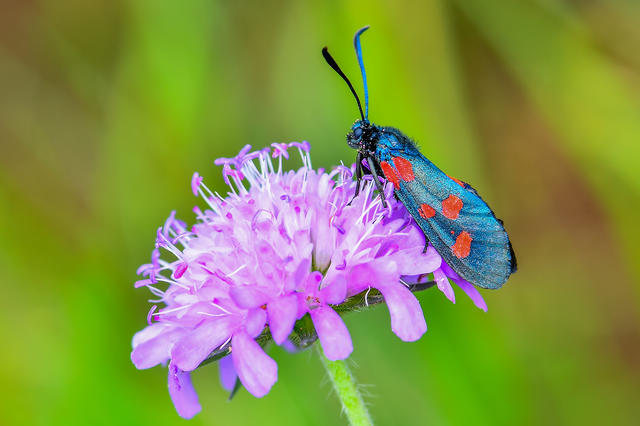 Zygaena