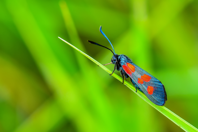 Zygaena