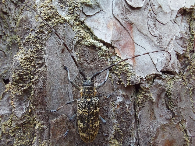 Monochamus galloprovincialis pistor - foltos fenyvescincér