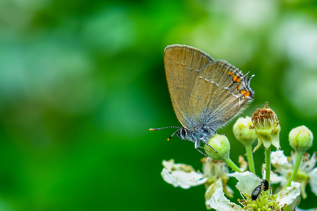 Satyrium acaciae - akác-csücsköslepke