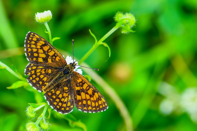 Melitaea athalia - közönséges tarkalepke