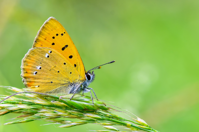 Lycaena virgaureae - arany-tűzlepke
