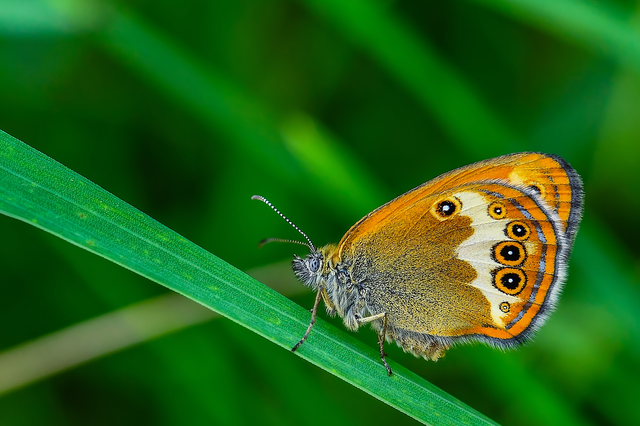 Coenonympha arcania - fehéröves szénalepke
