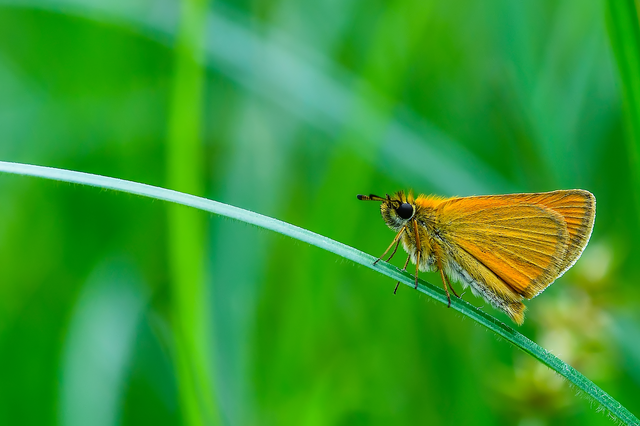 Thymelicus lineola - vonalas busalepke