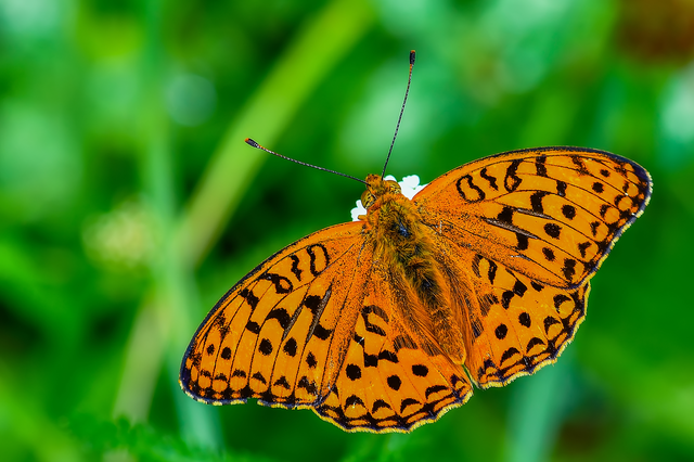 Argynnis adippe - ezüstös gyöngyházlepke