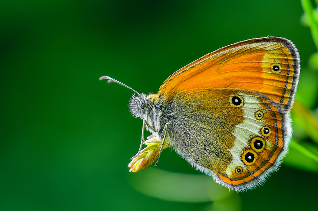 Coenonympha arcania - fehéröves szénalepke
